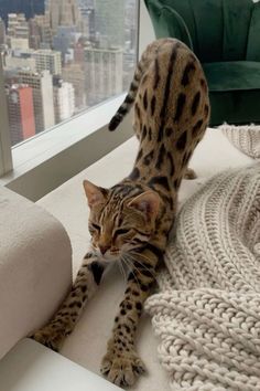 a cat walking on top of a couch next to a window