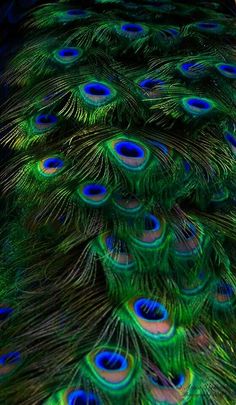 peacock feathers with blue and green colors spread out