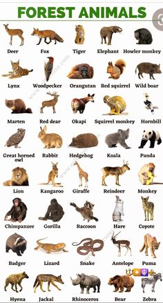 an animal chart with all the different types of animals in each country and their names