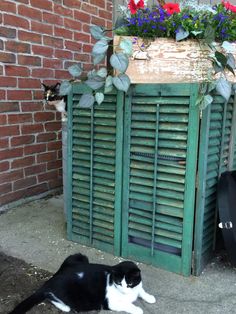 a black and white cat laying on the ground next to a green shuttered cabinet