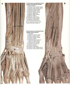 an image of the muscles and tendils of someone's hand that are labeled