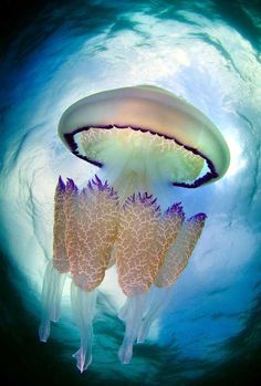 an underwater view of a jellyfish in the water