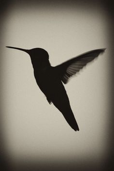 a black and white photo of a hummingbird in flight