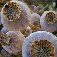 some kind of fruit with yellow and brown petals on it's surface stock photo