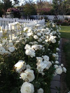 white roses line the side of a fence