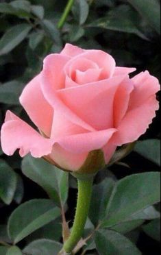 a pink rose with green leaves in the background