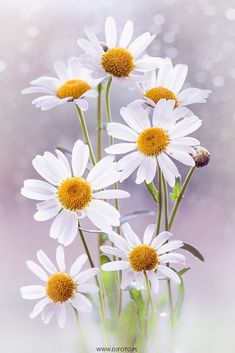 white daisies with yellow centers in a glass vase on a pink and gray background