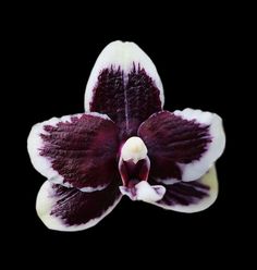 a purple and white flower is shown on a black background, with the petals still attached