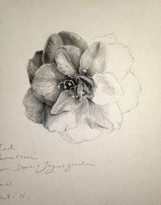 a black and white drawing of a flower with writing on the bottom right hand corner