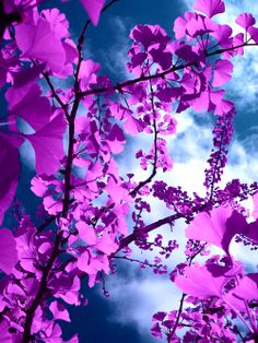 purple flowers are blooming in the sky