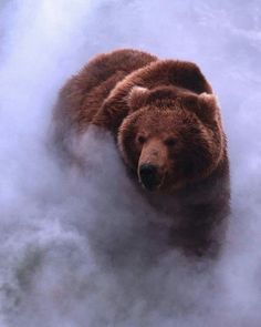 a large brown bear standing on top of a river filled with water and steam coming out of it's mouth