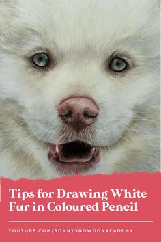 An image of a white dog's face, drawn by coloured pencil artist Bonny Snowdon, with text overlay reading "Tips for Drawing White Fur in Coloured Pencil, Youtube.com/bonnysnowdonacademy Cool Drawings Tumblr, Art Pencil Set, Polar Bear Drawing, Dog Portrait Drawing, Tips For Drawing, Colouring Heaven, Colored Pencil Portrait, Cats Art Drawing