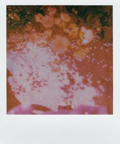 a polaroid photograph of trees and flowers in the background, taken through a window