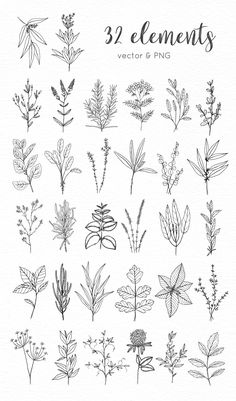 hand drawn plants and herbs on white paper with the words 32 elements in black ink