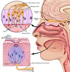 an image of the inside of a human head with different parts labelled in it and labeled below