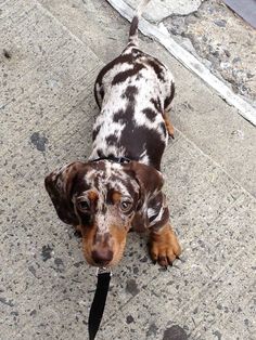 a brown and black dog standing on top of a sidewalk