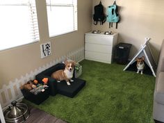 a dog sitting on a couch in a living room with green carpet and white walls