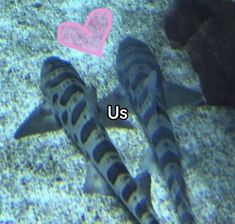 two black and white striped fish under water with a pink heart shaped object in the background