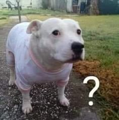 a white dog wearing a pink shirt standing on top of a dirt ground next to grass