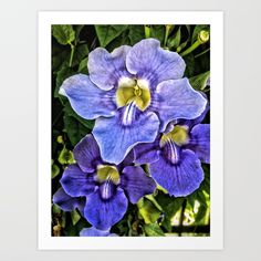 three purple flowers with green leaves in the background art print by artist and photographer susan