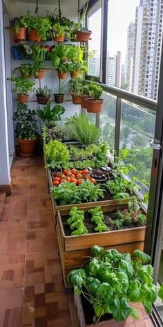 a balcony garden with lots of plants growing on it