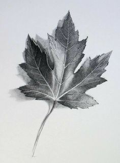 a pencil drawing of a leaf