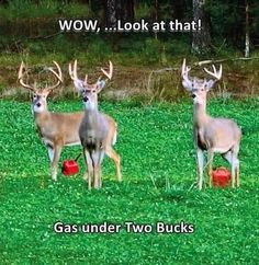 three deer standing on top of a lush green field next to a red frisbee