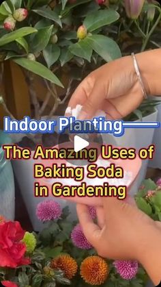 the amazing uses of baking soda in gardening by indoor planters and gardener's