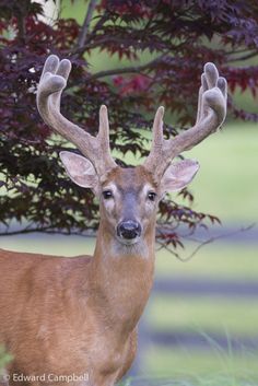 a close up of a deer with antlers on it's head