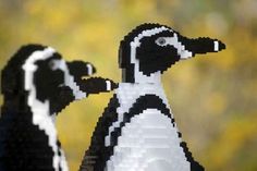 two black and white ducks standing next to each other