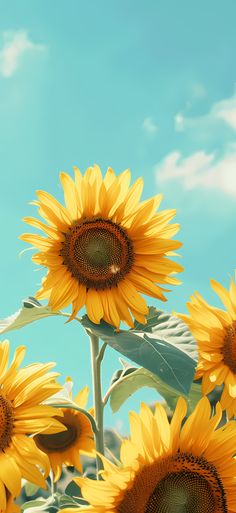 the sunflowers are blooming in the blue sky