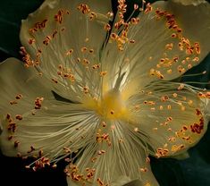 a yellow flower with red stamens on it