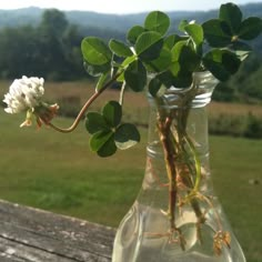 a vase filled with water and flowers on top of a wooden table next to a field