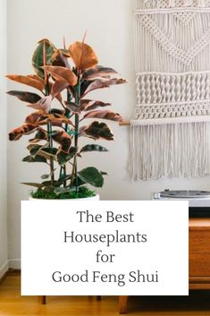 the best houseplants for good feng shui