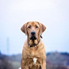 a large brown dog sitting on top of a wooden bench