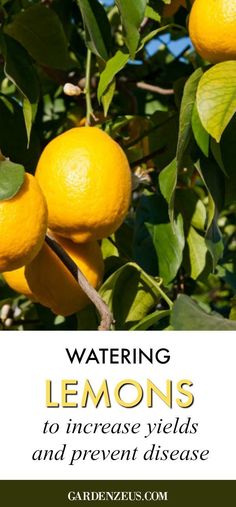 lemons growing on a tree with the words watering lemons to increase yield and prevent disease