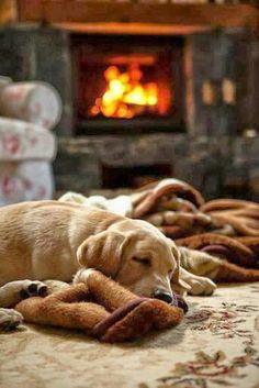 a brown dog laying on top of a bed next to a fire place