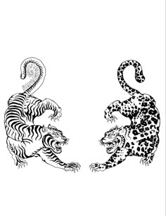 two tigers are facing each other with their tails curled up in the same pattern, one is black and white