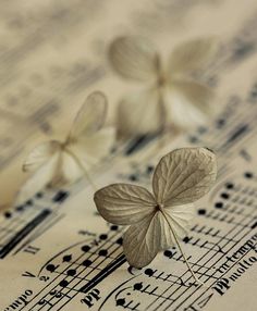 three white butterflies sitting on top of sheet music