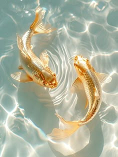 two gold koi fish are swimming in the clear blue water, with ripples around them