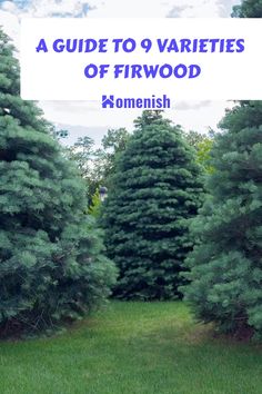 a field with trees and the words a guide to varieties of firwood on it