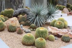 many different types of cactus plants in a garden