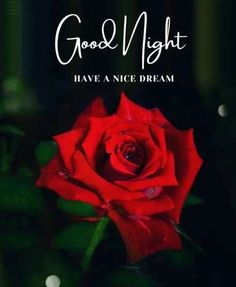 a red rose with the words good night have a nice dream