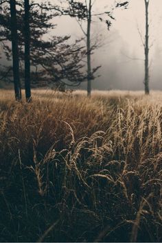 a field with tall grass in the foreground and trees in the background on a foggy day