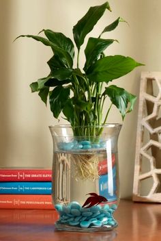 a potted plant sitting on top of a wooden table next to books and magazines