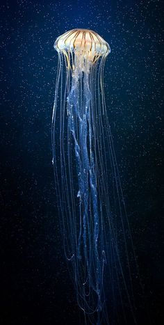 a large jellyfish floating in the water