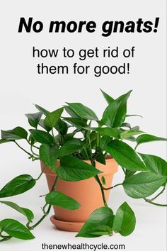 there is a potted plant with green leaves on it and the words, no more gnats how to get rid of them for good