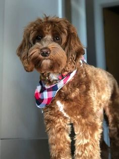 a brown dog wearing a red, white and blue checkered bandana standing in front of a door