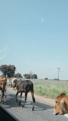 several cows are walking down the road in front of a car and another cow is laying on the side of the road