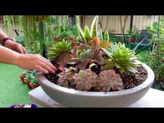 a planter with succulents in it being held by someone